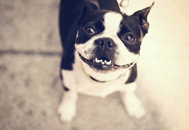 puppy dog smiley