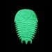 TriGlowBrite: Glow-in-the-Dark Trilobite Wall Hanging