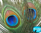 Wholesale Peacock Feathers, 50 Pieces - NATURAL Peacock Tail Eye Feathers (bulk)  : 1313