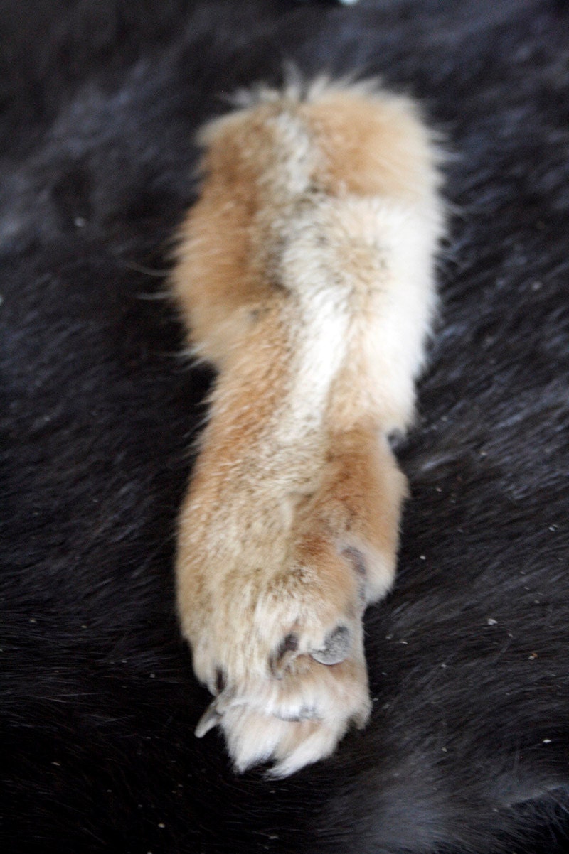 SALE - x1 Tanned Grey Fox Paw - Fur, Hide, Claws, Taxidermy, T1006103D - Grade A