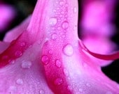 Pink Flower Macro Dew 5x5 5 x 5 Printed fine art photo Hibiscus