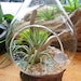 Hanging Air Plant (Tillandsia) Teardrop Terrarium - Amazing Gift
