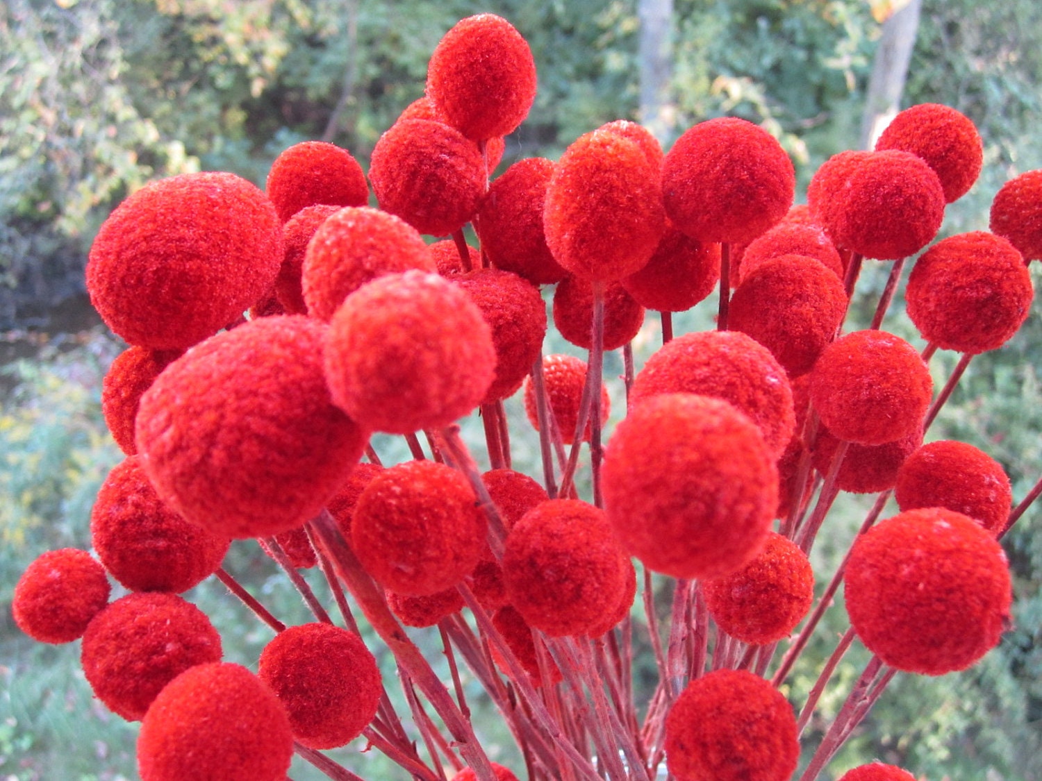 Craspedia - Billy Balls - Billy Buttons - Fire Red -- set of 12  -- Preserved  -- 8" long