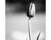 tulip black and white photo print - whimsical fine art nature photography, simplicity, elegance, flower, flora, bloom