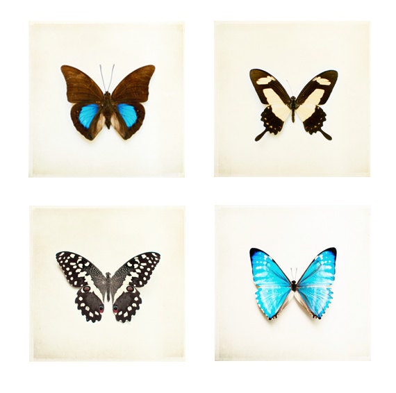 Butterfly Photography Set - Four 5x5 Prints - brown aqua blue cream pale yellow butterfly wings wall art still life photo nature 4 photo set