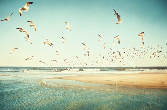 Large Photography - birds flying seagulls beach ocean sea - turquoise mint green teal aqua large yellow orange white - 16x24 Photograph