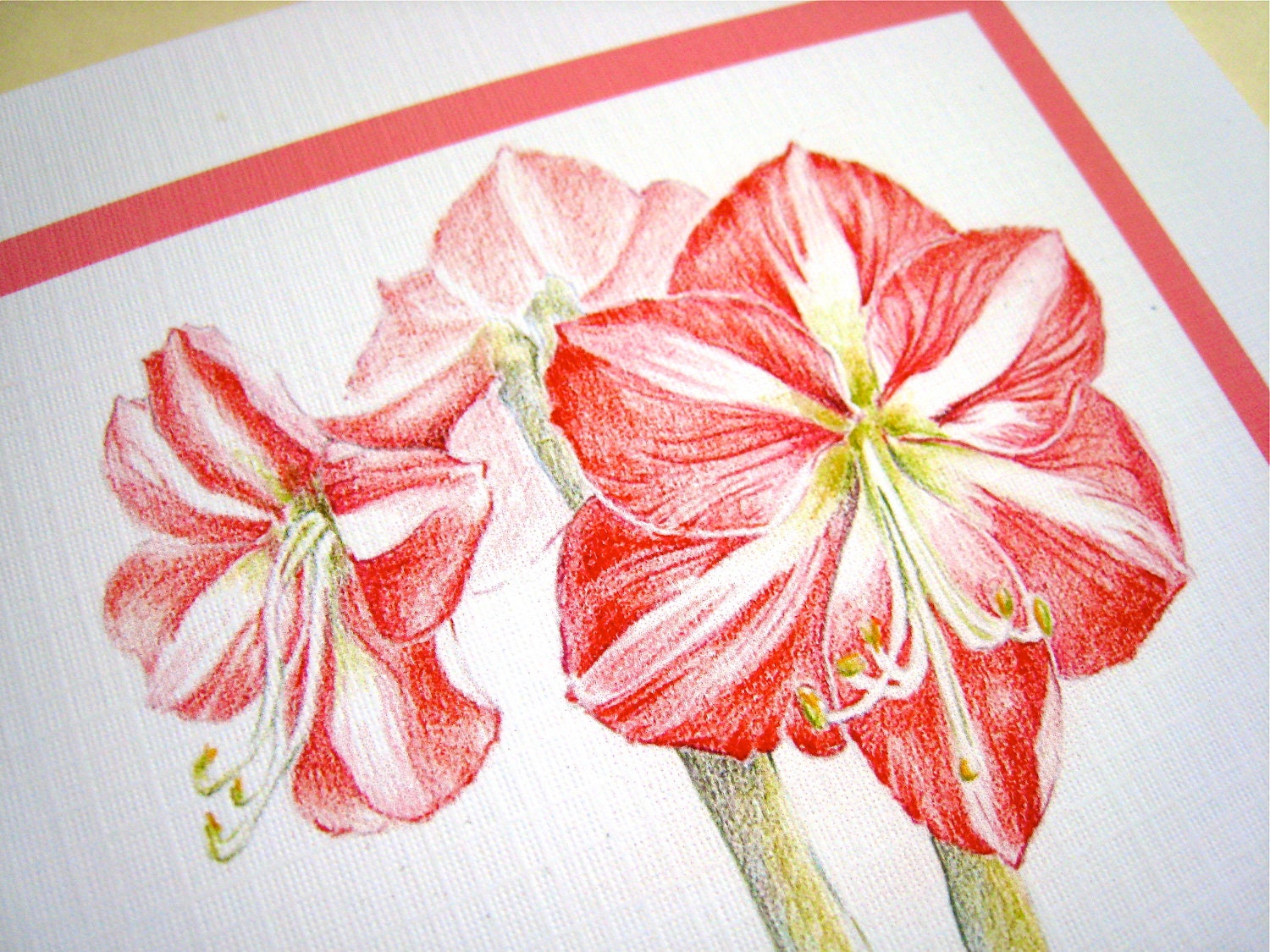 Amaryllis Christmas Card - Christmas Flowers, Floral Holiday Card