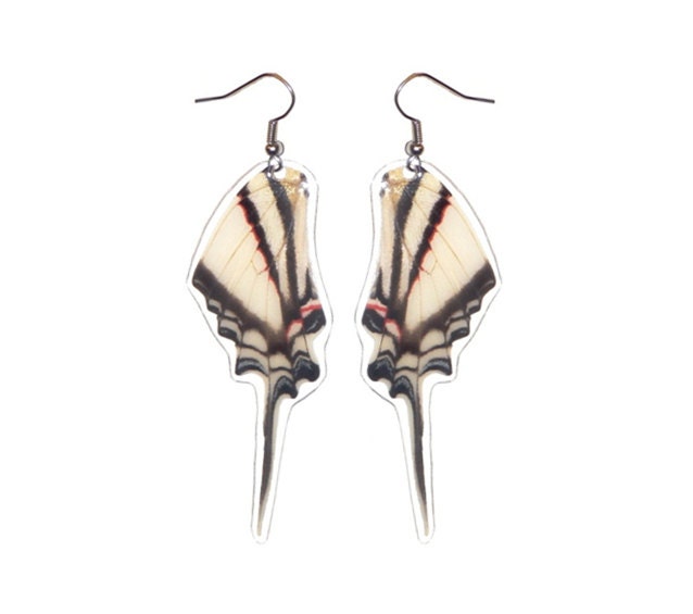 REAL butterfly wing earrings - Eurytides Agesilaus Autosilaus