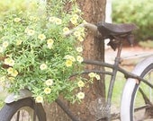 Summer Bike- Summer Photograph- Bike Photography- Flower Basket- Vintage Bicycle- Nostalgia- 8x12 Fine Art Print - kellynphotography