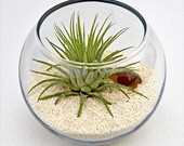 ZODIAC LIBRA mini terrarium - smoky quartz, air plant, zodiac, home decor, trendy home decor, horoscope, mothers day, mothers day gifts