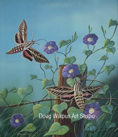 Moth Art  Print,  White Lined Sphinx, Insects, Wildlife Art, Nature, Acrylic, Morning Glories, flowers