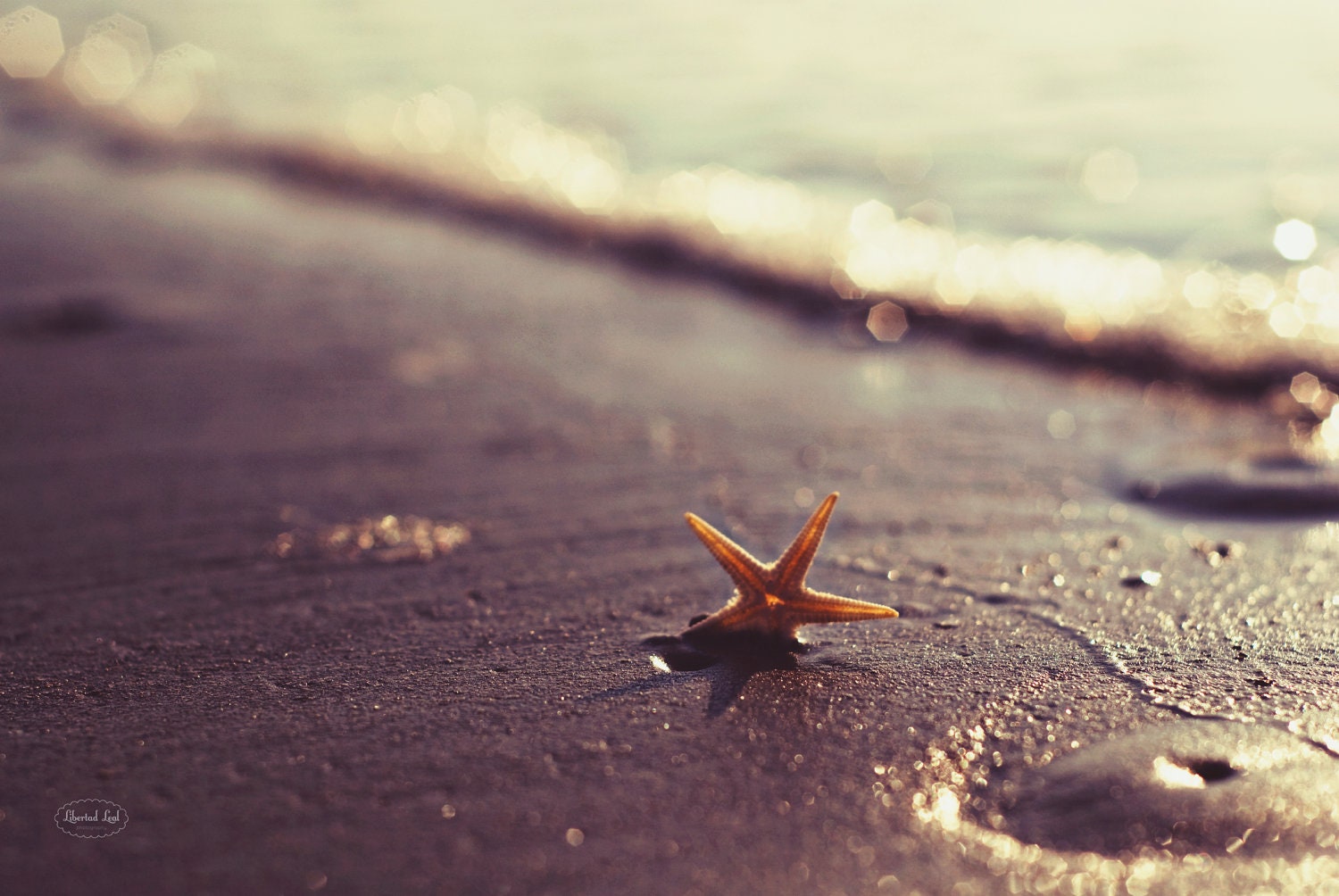 Beach Photography - You are a Star beach summer sea wall art photo print sand ocean shore starfish