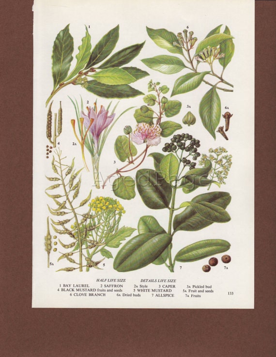 Vintage Botanical Print, Spice Plant Illustration to Frame, Home and Garden Decor, Saffron, Caper, Allspice 133