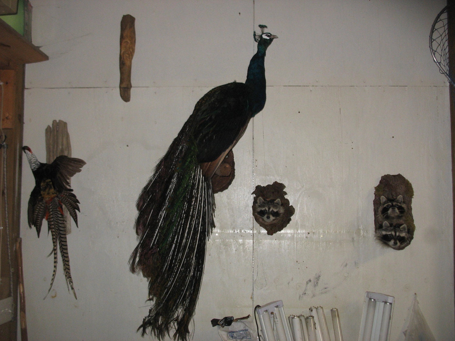 Taxidermy full body peacock mount with vibebrent colors New victorian log home decor