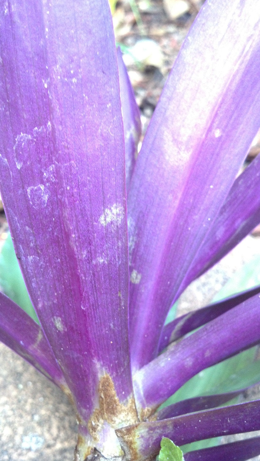 Rhoeo Purple oyster plant Moses in the cradle. by