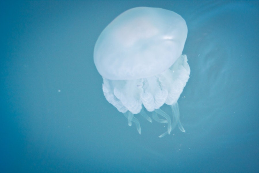 Jellyfish Photograhy, Dusk Blue Surreal Medusa Fine Art Photograph , 8x12