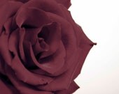 Garnet Home Decor, Rose Photography Print, Violet Red Flower Photograph, 8x10 Photo