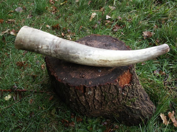 Blowing Horn (Cow Horn Trumpet), 16"