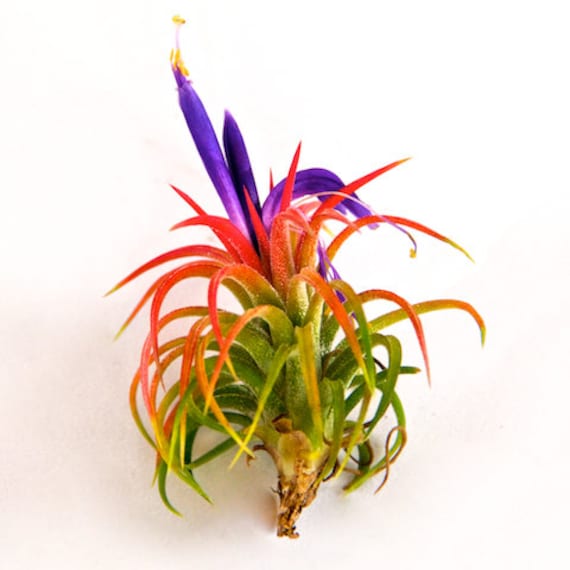 Unavailable Listing on Etsy