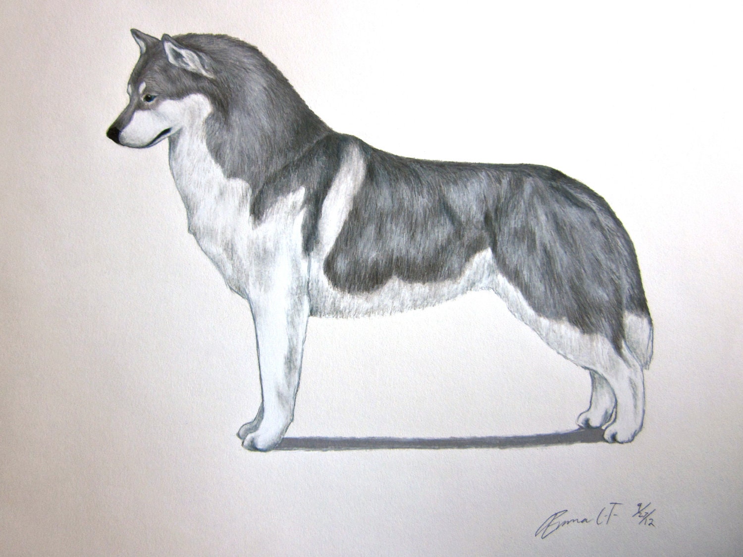Siberian Husky Dog - Archival Fine Art Print - AKC Best in Show ...