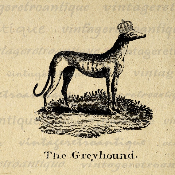 free greyhound dog clipart - photo #49