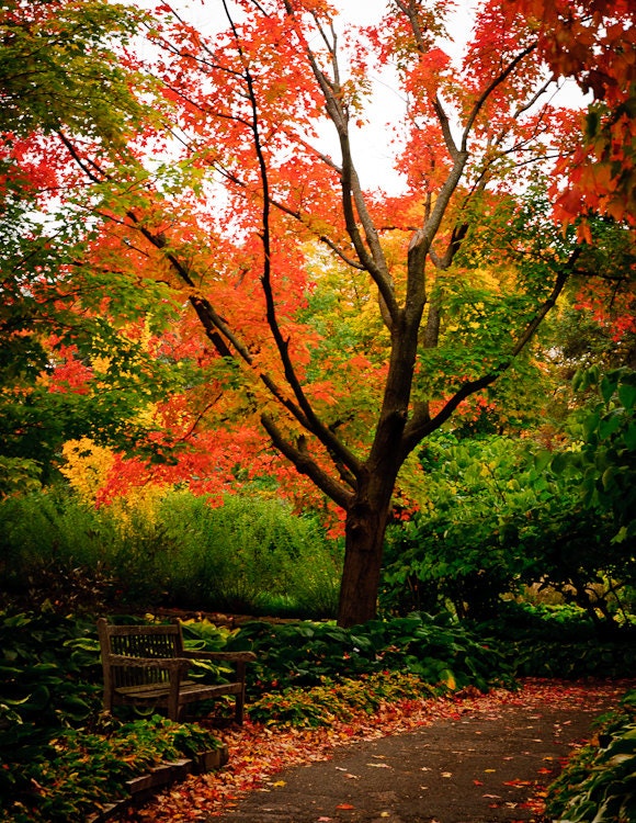 Fall Leaves Wall Art - Autumn Color Photo - Landscape Fine Art Photography - PhotographySource Fall Leaves Wall Art - Autumn Color Photo - Landscape Fine Art Photography - PhotographySource