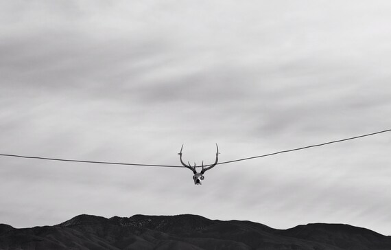 skull, deer skull, black and white, landscape, photography, art