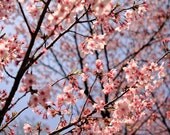 Cherry Blossom Photo, Nature Photography, Nature Photo, Shinjuku Garden, Japan, Tokyo, Flowers - RubyLighthouse