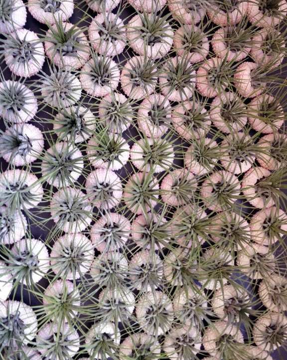 party favor // air plant // sea urchins // qty. 25