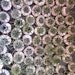 party favor // air plant // sea urchins // qty. 25