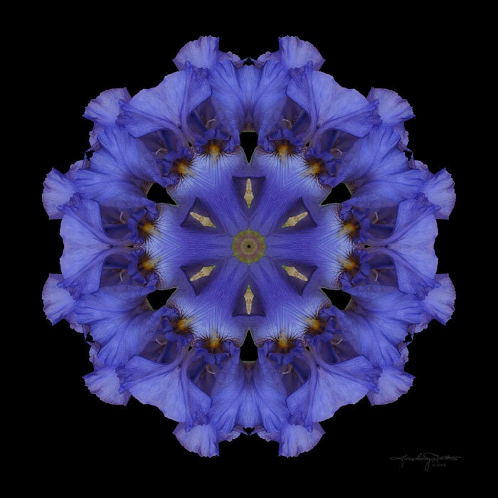 Iris Healing Mandala Art - A Gathering of Angels