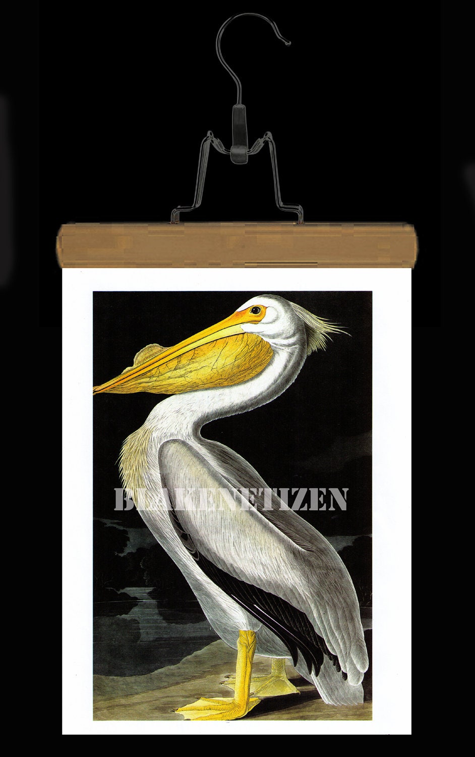 Audubon White Pelican Vintage Ornithological Art Print on Card stock