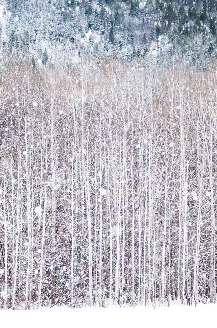 Winter Photography, Birch Trees in Snow, Nature Photography, Woodland Wall Decor, Large Wall Art - GeorgiannaLane