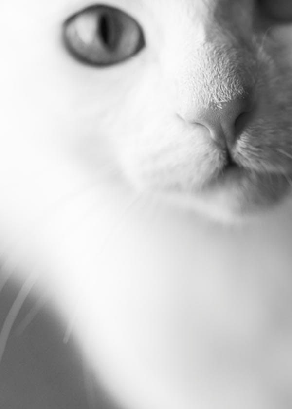 Cat photography, Christmas Kitten, slate, black, white, wall decor, nose, snow white, winter, 5x7 - Raceytay