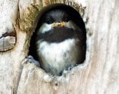 Chestnut-Backed Alaska Chickadee Baby Bird Cute, Nursery, Bird House Face Photograph - 8X10 Photo