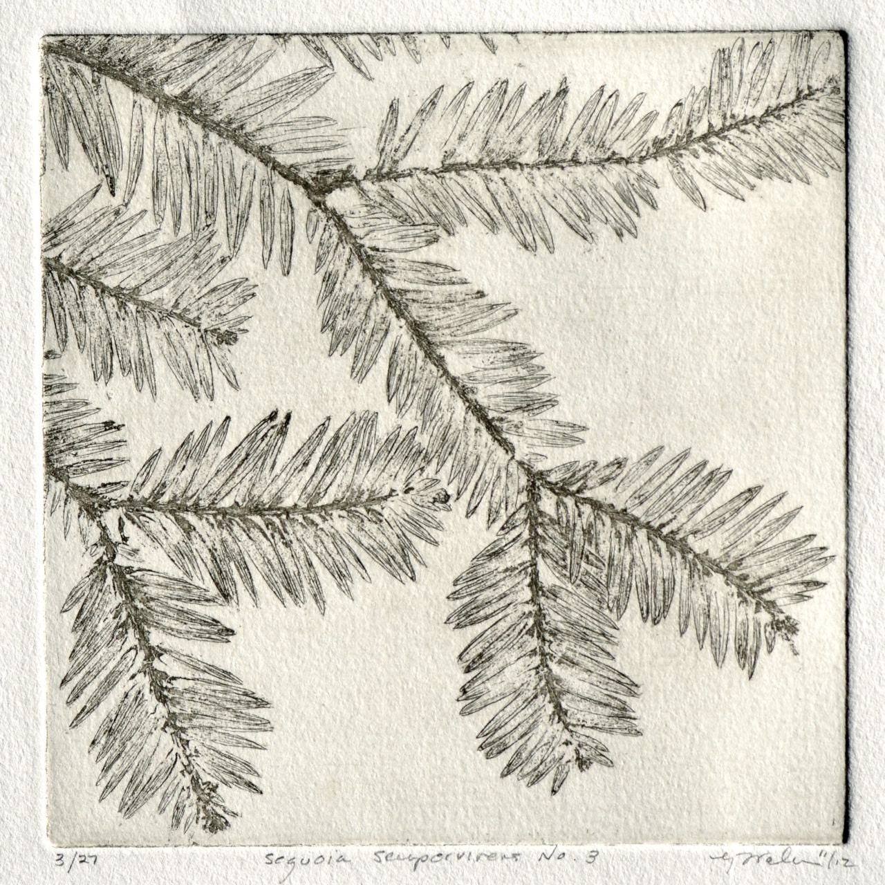 SEQUOIA SEMPERVIRENS No. 3, original copperplate etching, Coastal Redwood frond in a warm gray - RedTailStudios