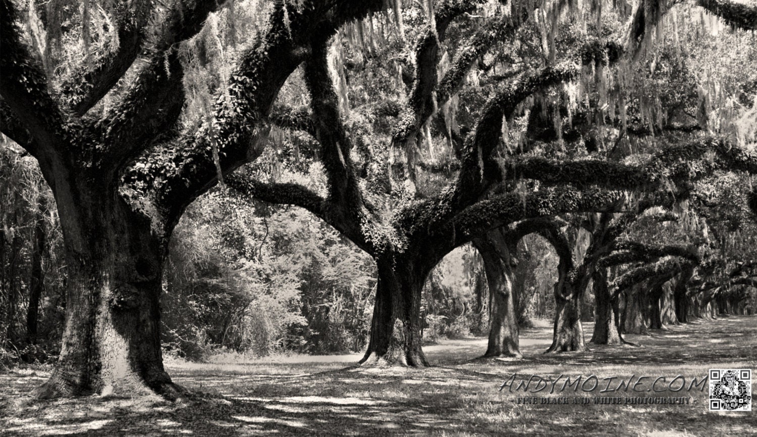 Fine Art Black & White Photography - Boone Hall Plantation Oaks - Charleston, South Carolina - 12"x18" Limited Edition Aluminum Print - TheAndyMoineCompany