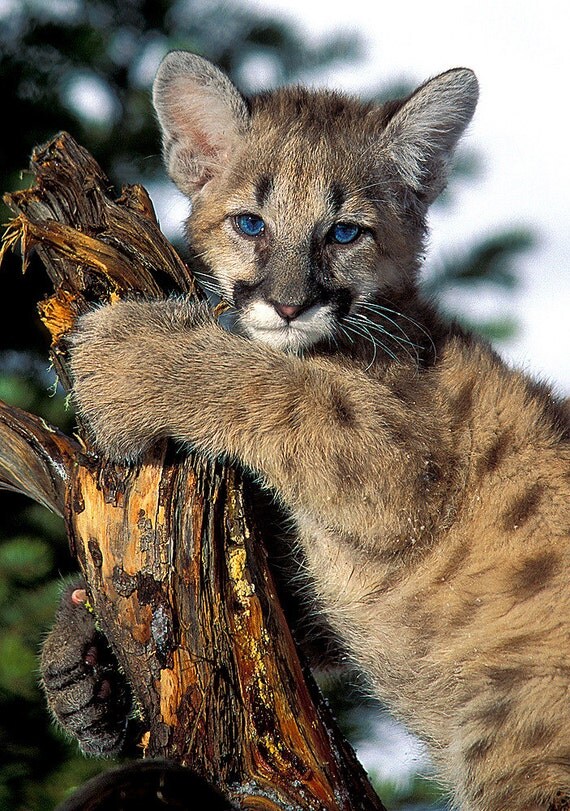 Cougar Kitten 8x10 Animal Photography Baby Mountain by NatureIsArt