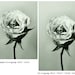Remorse - FREE SHIPPING - Print Black White Gray Sepia Green Flower Petals Rose Skull Death Bone Still Life Surreal Creepy
