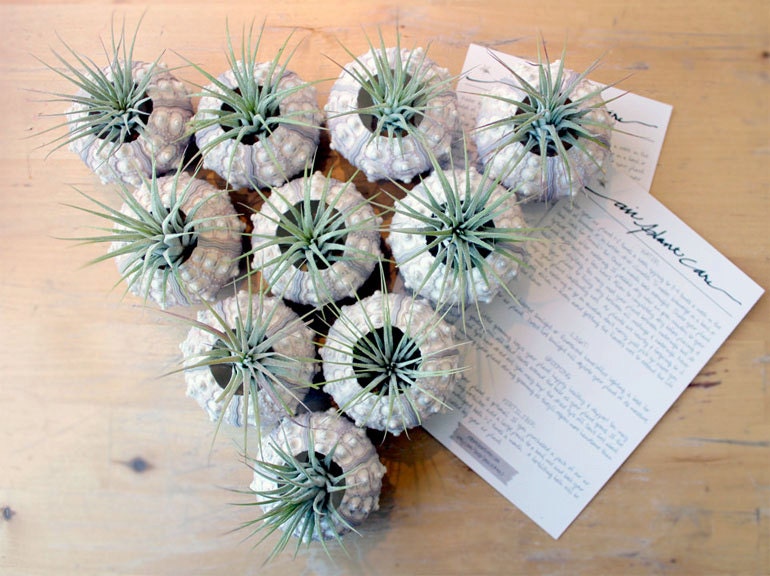 party favor pack  // air plant urchin terrariums // qty. 10