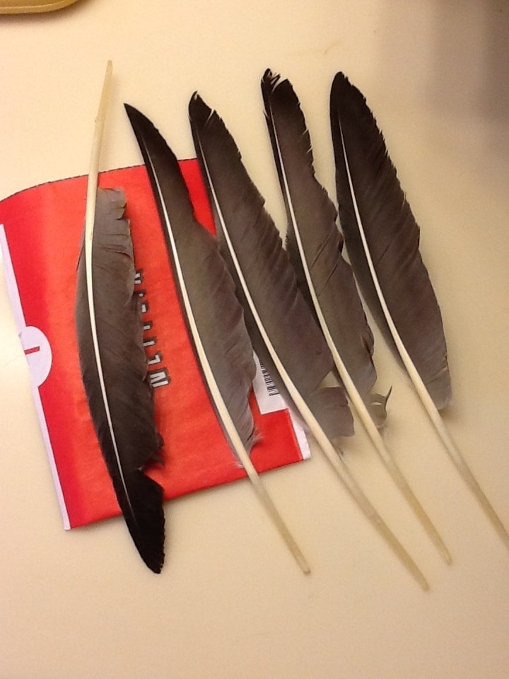 Toulouse Primary Quill Feathers Quantity 5 each 14" long