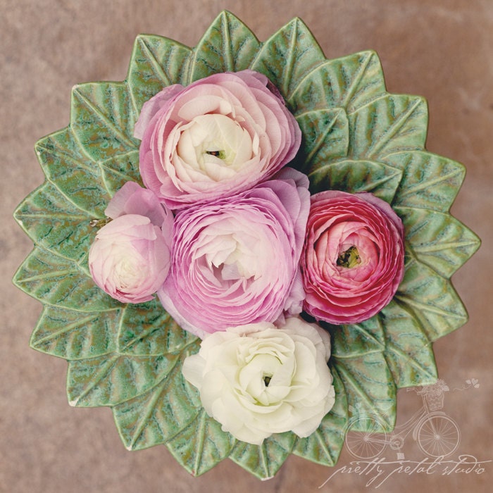 Floral Fine Art Photograph, Pink, Cream, Ranunculus Flowers, Blooms on Sage, Shabby Chic Art, Spring, Romantic, Home Decor, Square 8x8 Print