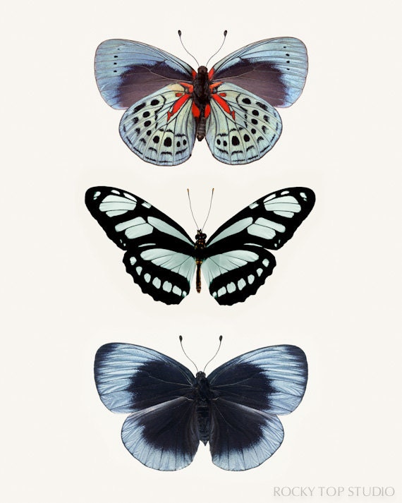 Blue Butterflies Photography Print, Wall Decor, Nature Photography, Butterfly Art, Fine Art Print, Dusk Blue & Grey Jade Butterfly Wall Art