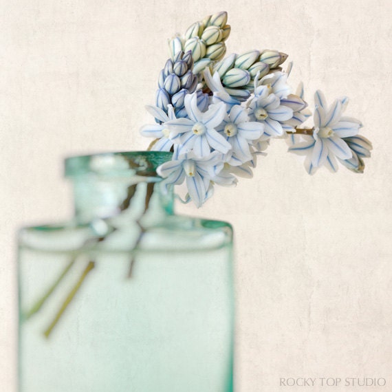 Flower Photography, Still Life Art, Flower Art Print, Floral Photography Print, Baby Blue, Aqua Green, Wall Art, Nature Print, Wall Decor
