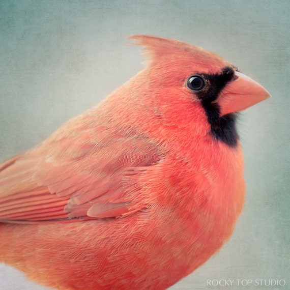 Red Cardinal Bird Print, Bird Art, Animal Art Print, Cardinal Print, Bird Wall Art in Red & Aqua, Animal Photography, Portrait, Cardinal Art