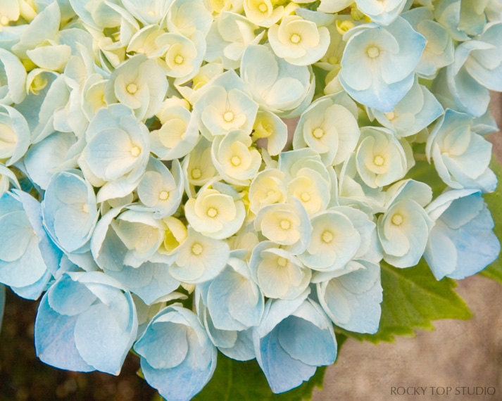 Hydrangea Flower Photography, Nature Photography Print, Fine Art Photography, Floral Art, Flower Photo, Wall Decor, Blue, Yellow, Wall Art