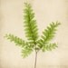 5x5 Fern Photo Print Set, Nature Photos, Botanical Art, Nature Decor, Woodland Photos, Fine Art Photography Prints, Fern Art Prints