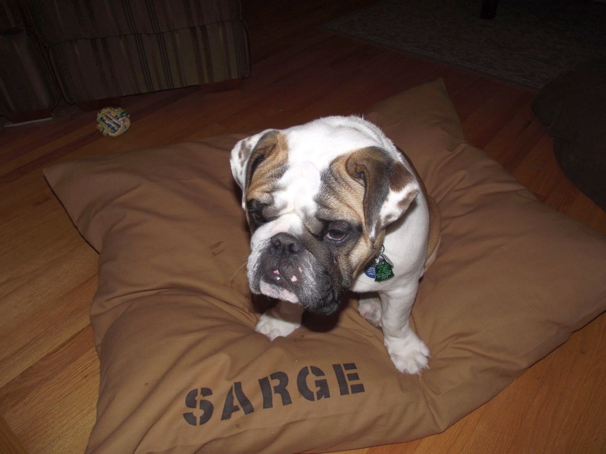 Medium 25x38 Dog Bed Duvet Cover : Choose from MANY canvas colors - Use two standard sleeping pillows as stuffing