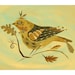 Spinus Bird 11" x 8.5"