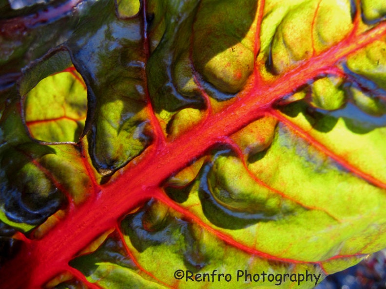 Swiss Chard - Fine Art Print - Nature Photography - Home Decor - Wall Art - Garden Art - Kitchen Art  - 8x10 image